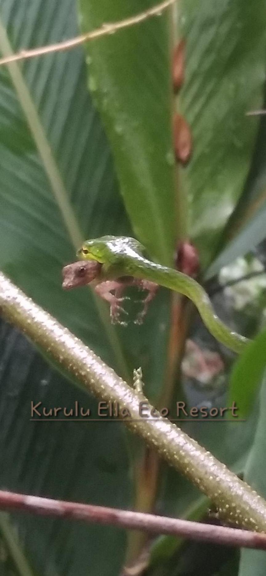 Sinharaja Kurulu Ella Eco Resort Deniyaya Kültér fotó